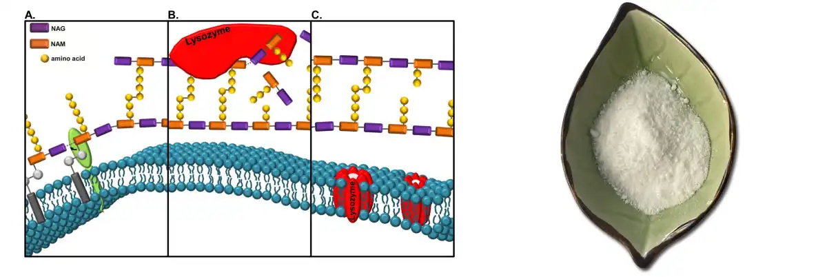 Lysozyme Supplier.jpg Lysozyme Supplier.jpg